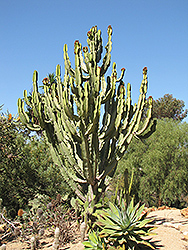 Candelabra Tree (Euphorbia ingens) at Lakeshore Garden Centres