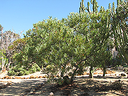 Common Sugarbush (Protea repens) at Lakeshore Garden Centres