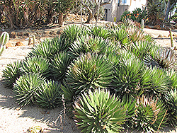 Thread-leaf Agave (Agave filifera) at Lakeshore Garden Centres