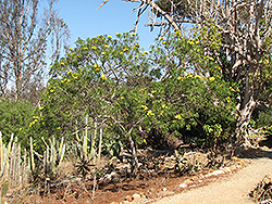 Giant Thevetia (Thevetia thevetioides) at Lakeshore Garden Centres