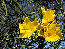 Giant Thevetia (Thevetia thevetioides) at Lakeshore Garden Centres