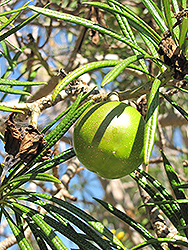 Giant Thevetia (Thevetia thevetioides) at Lakeshore Garden Centres