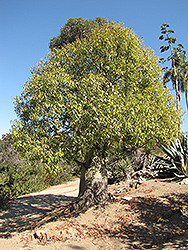 Majestic Beauty Flame Tree (Brachychiton 'Majestic Beauty') at Lakeshore Garden Centres