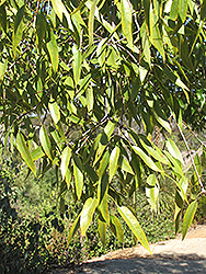 Majestic Beauty Flame Tree (Brachychiton 'Majestic Beauty') at Lakeshore Garden Centres