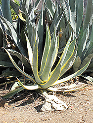 Variegated Century Plant (Agave americana 'Marginata') at Lakeshore Garden Centres