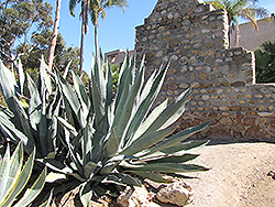 Century Plant (Agave americana) at Lakeshore Garden Centres