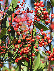 Tonyon (Heteromeles arbutifolia) at Lakeshore Garden Centres