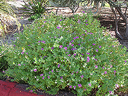 Mariposa Pea Shrub (Polygala myrtifolia 'Mariposa') at Lakeshore Garden Centres