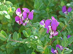 Mariposa Pea Shrub (Polygala myrtifolia 'Mariposa') at Lakeshore Garden Centres