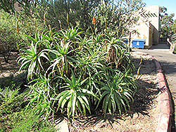 Variegated Candelabra Aloe (Aloe arborescens 'Variegata') at Lakeshore Garden Centres