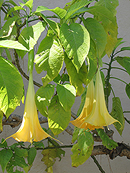 Yellow Angel's Trumpet (Brugmansia suaveolens 'Yellow') at Lakeshore Garden Centres