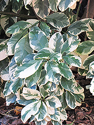 Bird Catcher Tree (Pisonia umbellifera 'Variegata') at Lakeshore Garden Centres