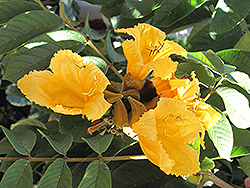 Yellow African Tulip Tree (Spathodea campanulata 'Aurea') at Lakeshore Garden Centres