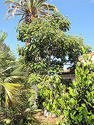 Yellow African Tulip Tree (Spathodea campanulata 'Aurea') at Lakeshore Garden Centres
