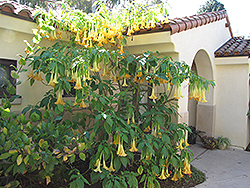 Charles Grimaldi Angel's Trumpet (Brugmansia 'Charles Grimaldi') at Lakeshore Garden Centres