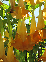 Charles Grimaldi Angel's Trumpet (Brugmansia 'Charles Grimaldi') at Lakeshore Garden Centres