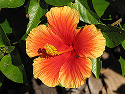 Mrs. Jimmy Spangler Hibiscus (Hibiscus rosa-sinensis 'Mrs. Jimmy Spangler') at Lakeshore Garden Centres