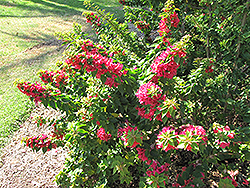 Torch Glow Bougainvillea (Bougainvillea 'Torch Glow') at Lakeshore Garden Centres