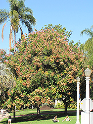 Taiwanese Golden Rain Tree (Koelreuteria elegans ssp. Formosana) at Lakeshore Garden Centres