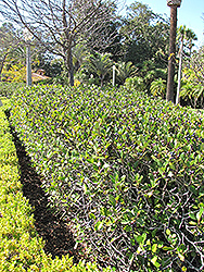 Italian Buckthorn (Rhamnus alaternus) at Lakeshore Garden Centres