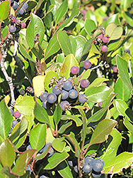 Italian Buckthorn (Rhamnus alaternus) at Lakeshore Garden Centres
