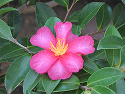 Kanjiro Camellia (Camellia sasanqua 'Kanjiro') at Lakeshore Garden Centres