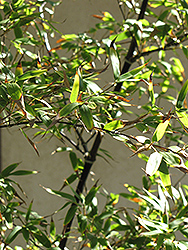 Dwarf Weaver's Bamboo (Bambusa textilis 'Dwarf') at Lakeshore Garden Centres