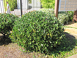 Japanese Mock Orange (Pittosporum tobira) at Lakeshore Garden Centres