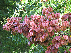 Golden Rain Tree (Koelreuteria elegans) at Lakeshore Garden Centres