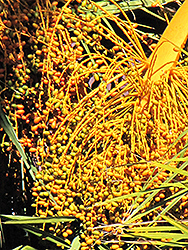 Canary Island Date Palm (Phoenix canariensis) at Lakeshore Garden Centres