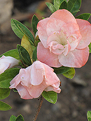 Starlight Azalea (Rhododendron 'Starlight') at Lakeshore Garden Centres