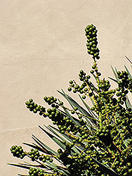 Dragon Tree (shrub form) (Dracaena draco (shrub form)) at Lakeshore Garden Centres