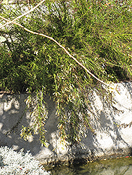 Lemon Falls Firecracker Plant (Russelia equisetiformis 'Lemon Falls') at Lakeshore Garden Centres