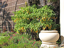 Autumn Treasure Angel's Trumpet (Brugmansia x cubensis 'Autumn Treasure') at Lakeshore Garden Centres