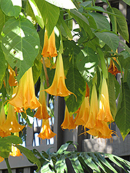 Autumn Treasure Angel's Trumpet (Brugmansia x cubensis 'Autumn Treasure') at Lakeshore Garden Centres