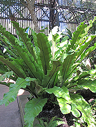Bird's Nest Fern (Asplenium nidus) at Lakeshore Garden Centres