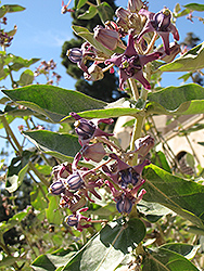 Crown Flower (Calotropis gigantea) at Lakeshore Garden Centres