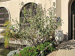 Crown Flower (Calotropis gigantea) at Lakeshore Garden Centres