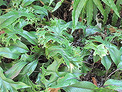 Crested Tongue Fern (Pyrrosia lingua 'Cristata') at Lakeshore Garden Centres