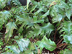 Hiryu Tongue Fern (Pyrrosia lingua 'Hiryu') at Lakeshore Garden Centres