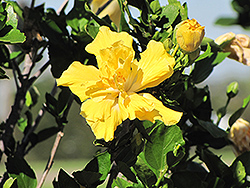 Crown Of Bohemia Hibiscus (Hibiscus rosa-sinensis 'Crown Of Bohemia') at Lakeshore Garden Centres