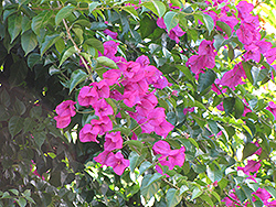 Purple Robe Bougainvillea (Bougainvillea 'Purple Robe') at Lakeshore Garden Centres