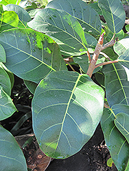 Giant-leaved Fig (Ficus lutea) at Lakeshore Garden Centres