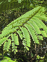 Brazilian Fern Tree (Schizolobium parahybum) at Lakeshore Garden Centres