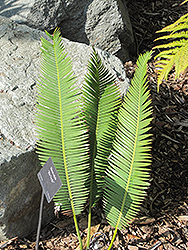 Rio Verde Chestnut Dioon (Dioon edule 'Rio Verde') at Lakeshore Garden Centres
