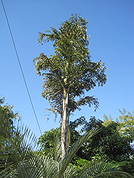 Giant Mountain Fishtail Palm (Caryota maxima) at Lakeshore Garden Centres
