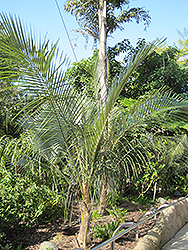 Bolivian Mountain Coconut (Parajubaea torallyi) at Lakeshore Garden Centres