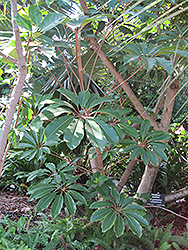 Mallet Flower (Schefflera pueckleri) at Lakeshore Garden Centres