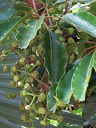 Mallet Flower (Schefflera pueckleri) at Lakeshore Garden Centres