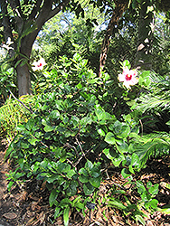 Rainbow Christie Hibiscus (Hibiscus rosa-sinensis 'Rainbow Christie') at Lakeshore Garden Centres